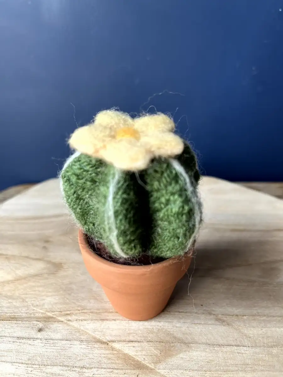 Cactus avec pot en terre