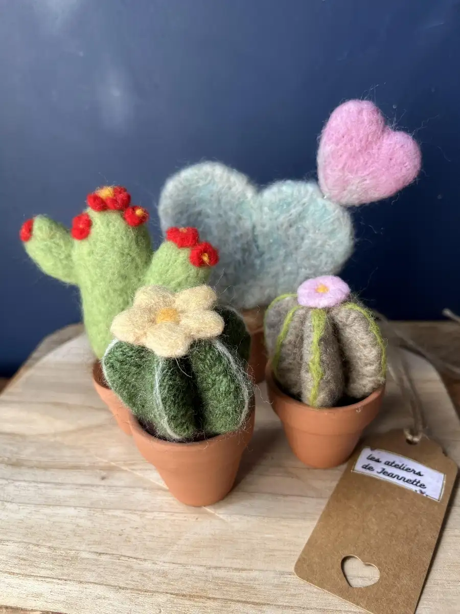 Cactus rouge avec pot en terre