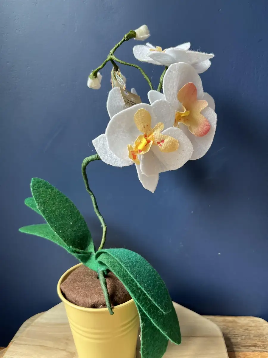 Orchidée