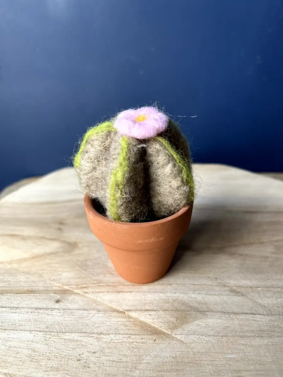 Cactus rose avec pot en terre