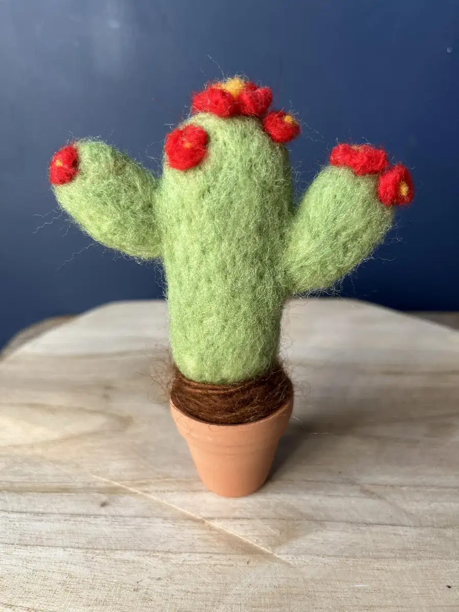 Cactus rouge avec pot en terre